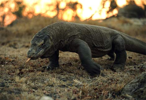 Wildlife of Ujung Kulon National Park, Indonesia